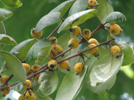 Eugenia cydoniifolia